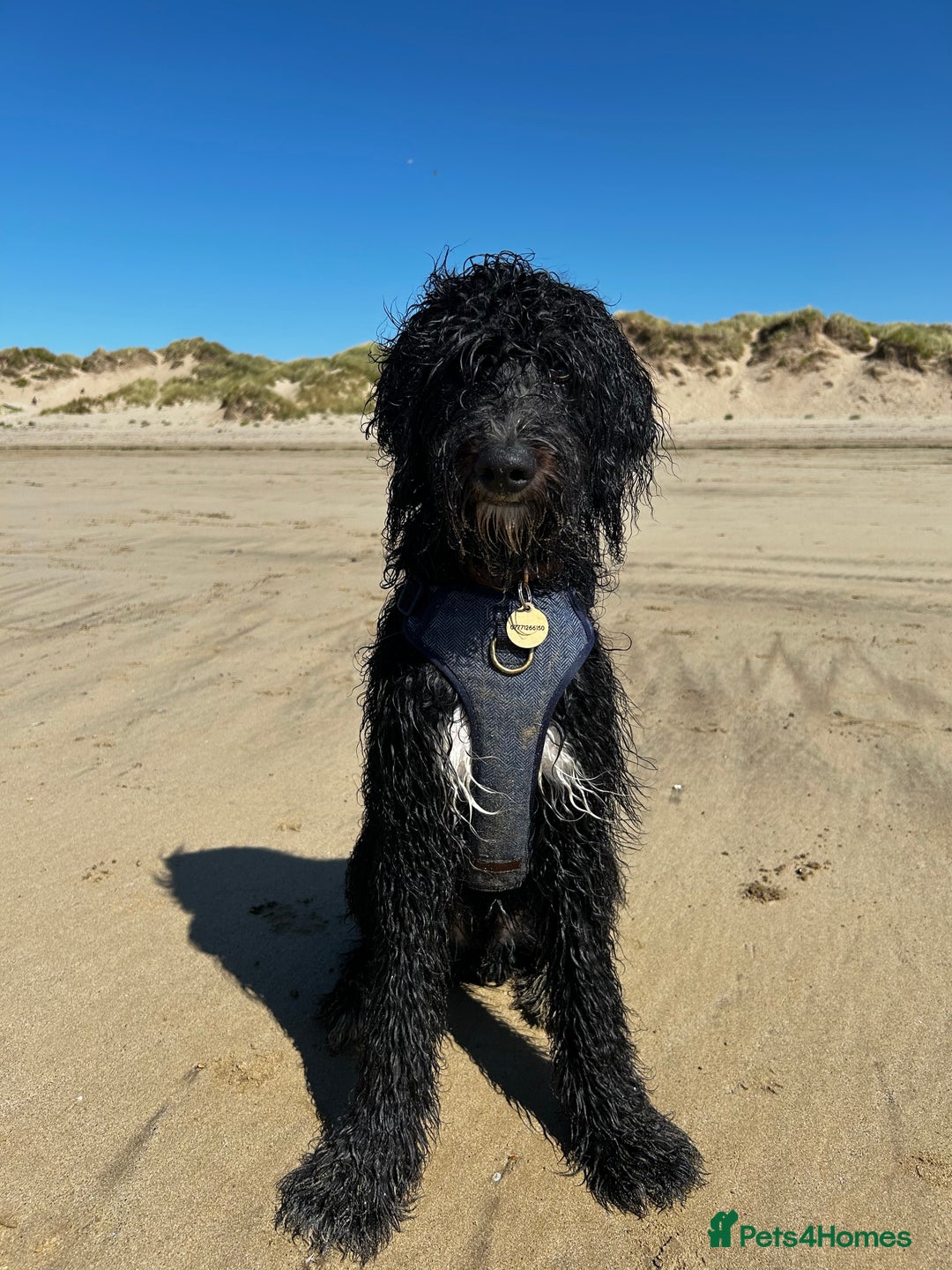 Bernedoodle dogs for sale: Jamie - Image 3