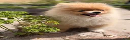 Pomeranian dogs for sale:  Super Tiny Orange Sable Boy - Advert 8