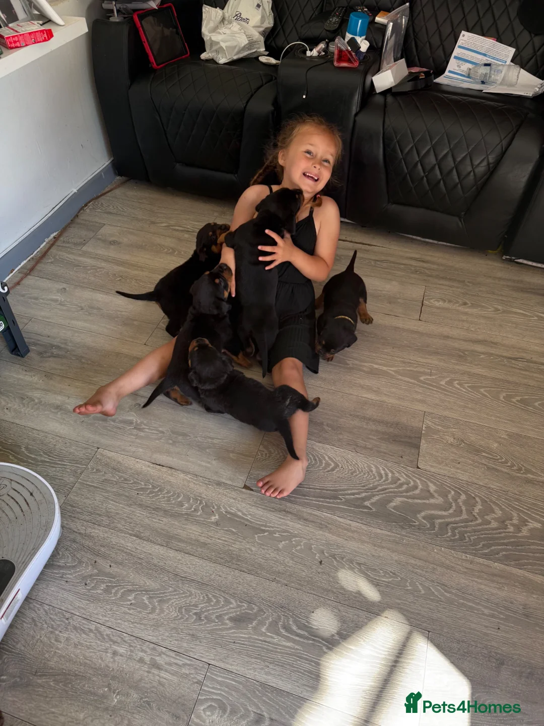 Rottweiler dogs for sale: Absolutely stunning Rottweiler puppies  - Advert 2