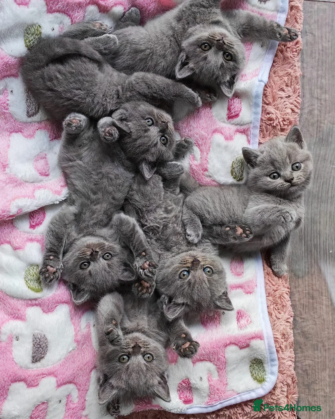 British Longhair cats for sale: British Shorthair & Longhair Kittens - Advert 1