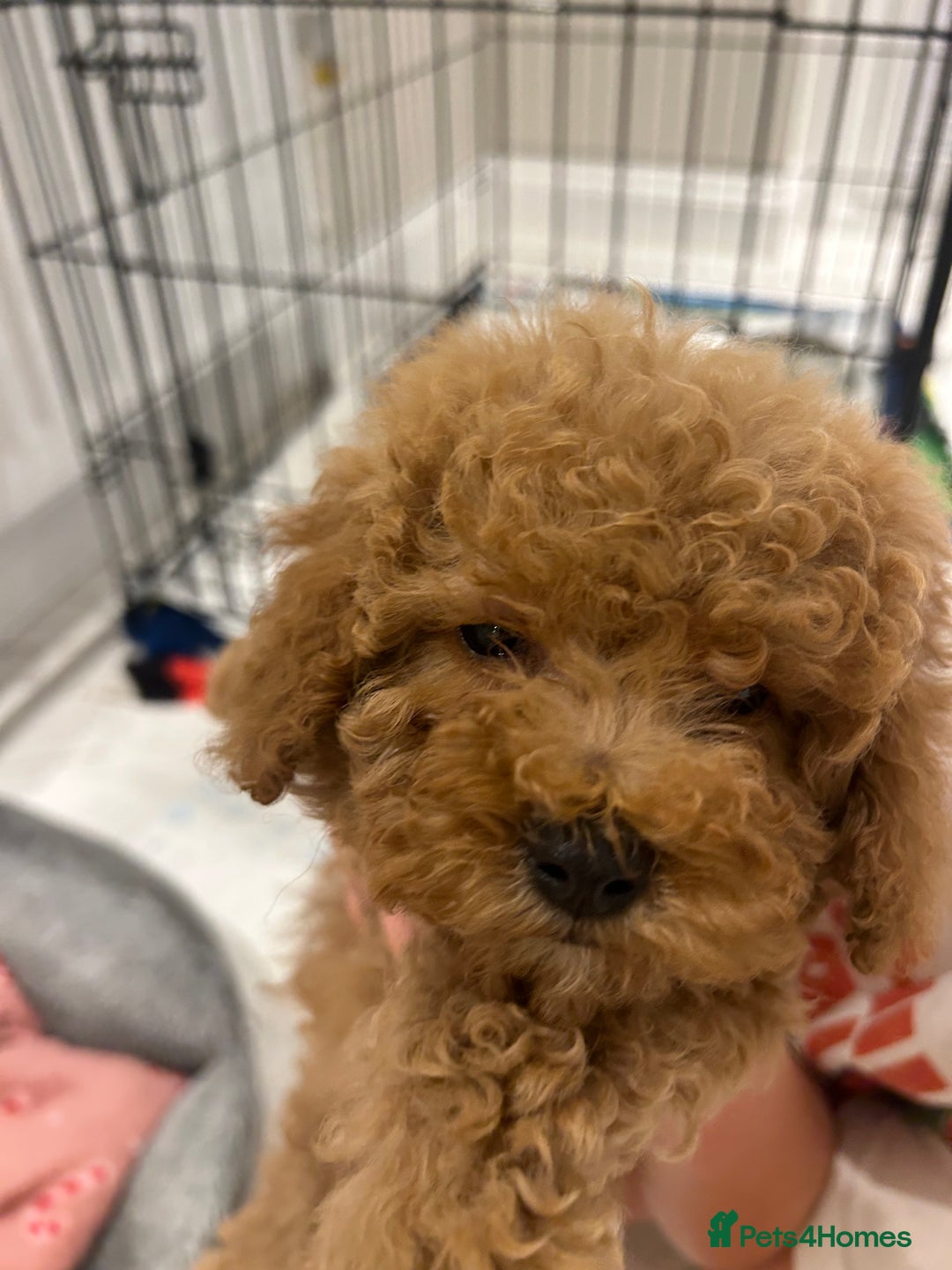 Poochon dogs for sale: Poochon puppies  - Image 6
