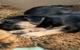 Border Terrier dogs for sale: Border Terror bitch  - Image 1