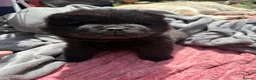 Chow Chow dogs for sale: 3 stunning female Merle & black chows for sale in Grays - Advert 9