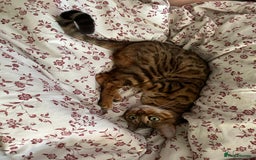 Bengal cats for sale: Mary 6 years old bengal girl looking her new home - Image 2
