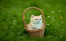 British Shorthair cats for sale: 🔥Exceptional GCCF pedigree golden BSH - Image 14