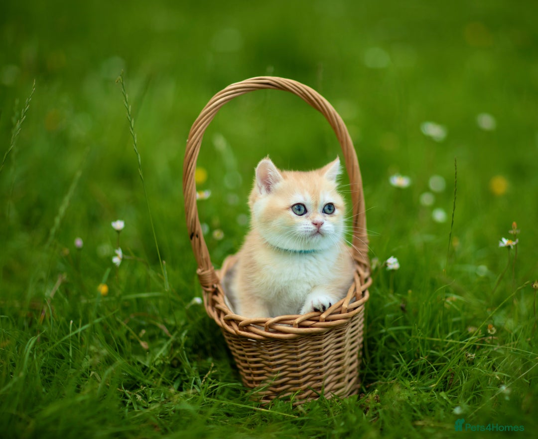 British Shorthair cats for sale: 🔥Exceptional GCCF pedigree golden BSH - Image 14