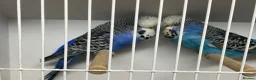 Budgerigars birds for sale: Pairs of exhibition budgies  - Advert 6