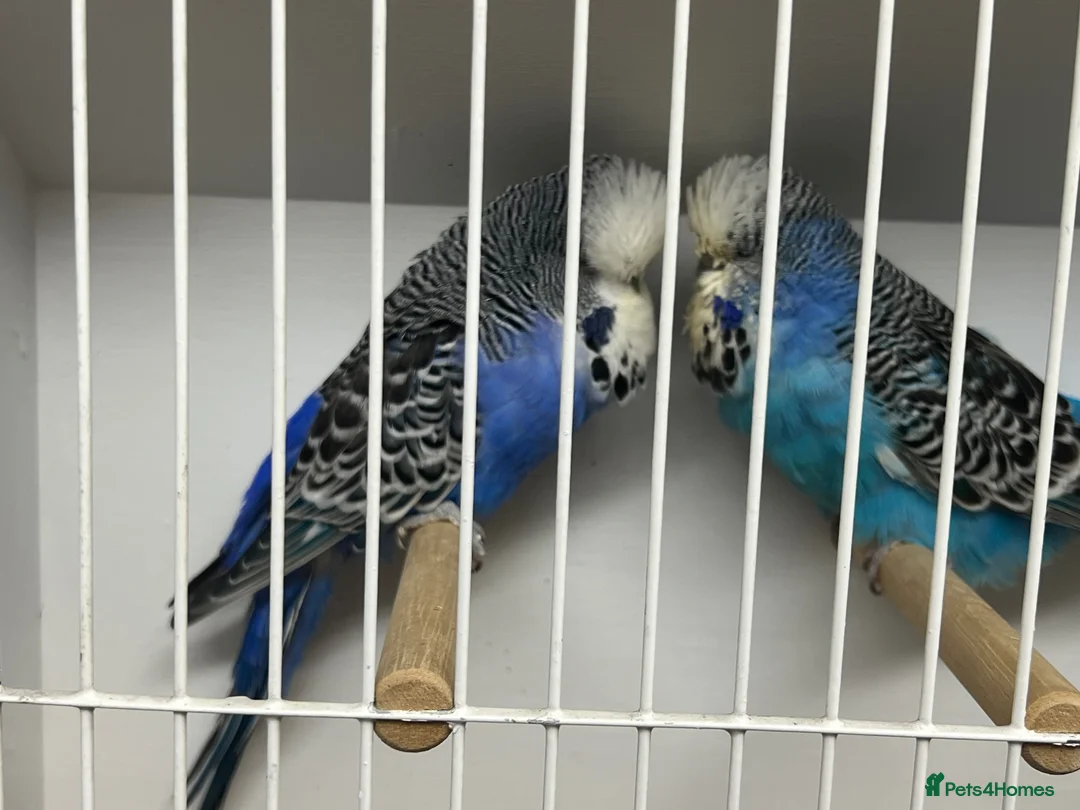 Budgerigars birds for sale: Pairs of exhibition budgies  - Advert 6