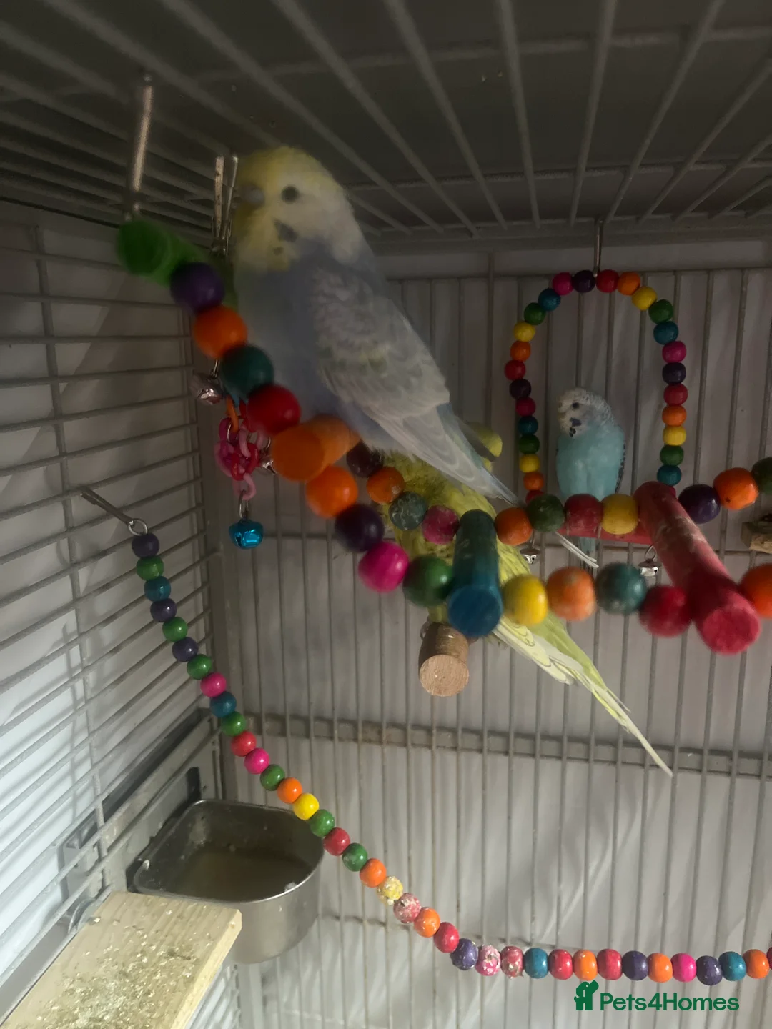 Budgerigars birds for sale: Male and female budgies - Advert 1