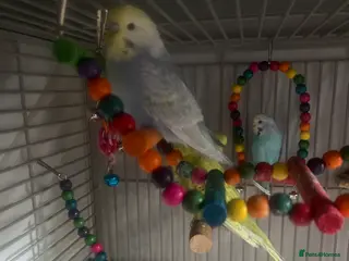 Budgerigars birds Male and female budgies - Advert 2