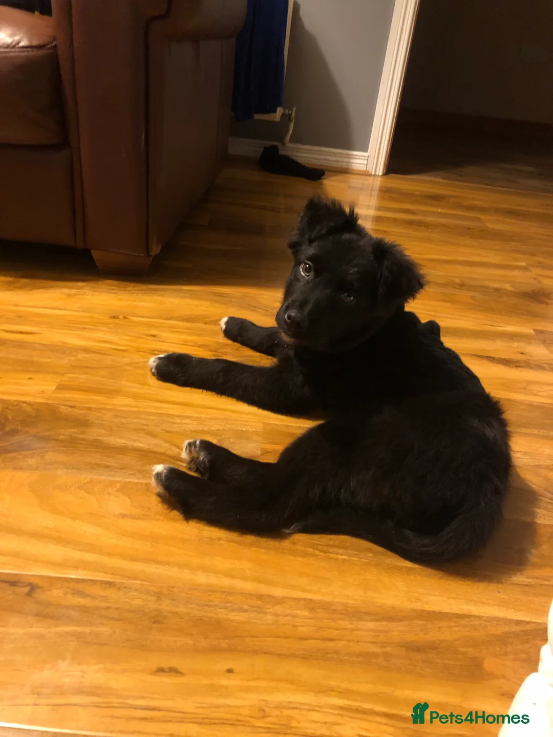 Mixed Breed dogs for sale: Kelpie x Collie in Ballymena - Advert 5