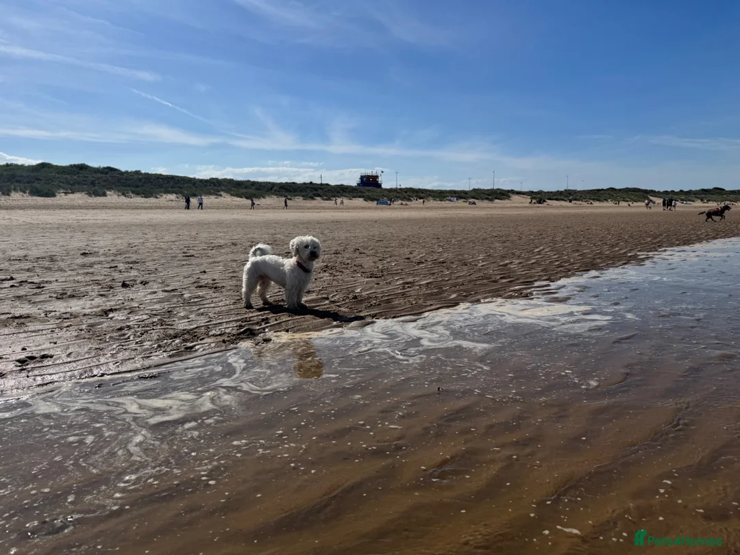 Mixed Breed dogs for sale: Sweetest girl ever  - Advert 2