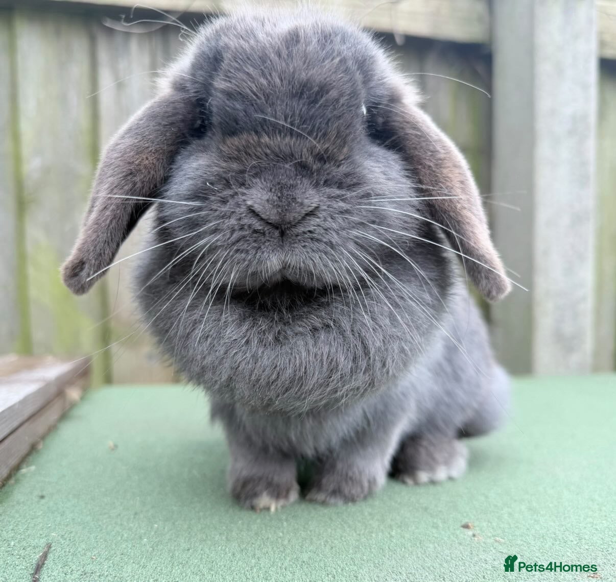 Mini Lop rabbits stunning  blue mini lop doe - Advert 2