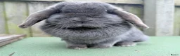 Mini Lop rabbits for sale: stunning  blue mini lop doe - Advert 1