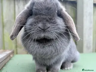 Mini Lop rabbits stunning blue mini lop doe - Advert 1