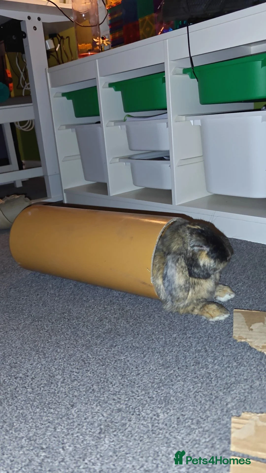 Harlequin rabbits for sale: Male indoor rabbit  in Burton-on-Trent - Advert 1