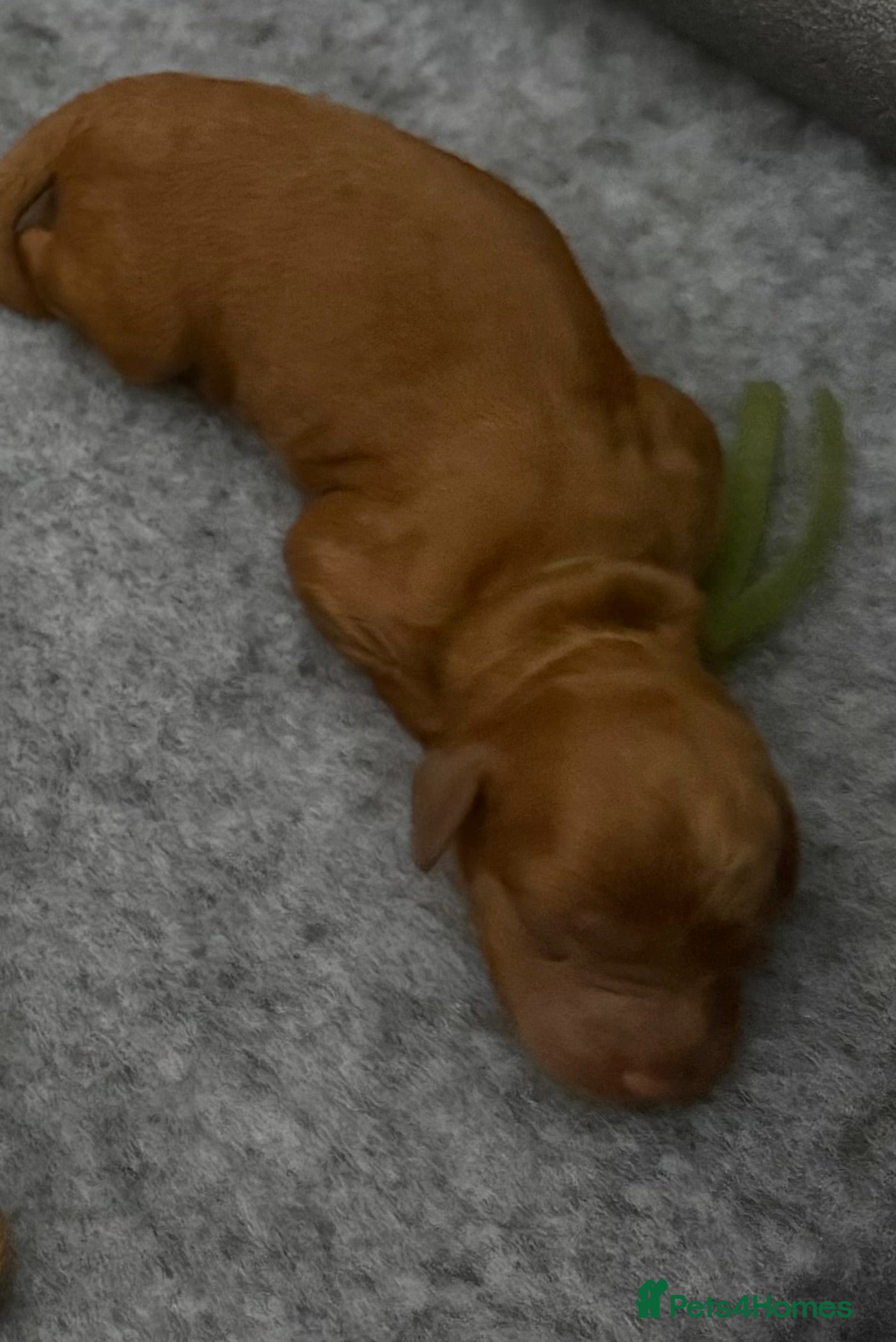 Labradoodle dogs  F1BB Miniature Labradoodle Puppies – Home Raised - Advert 2