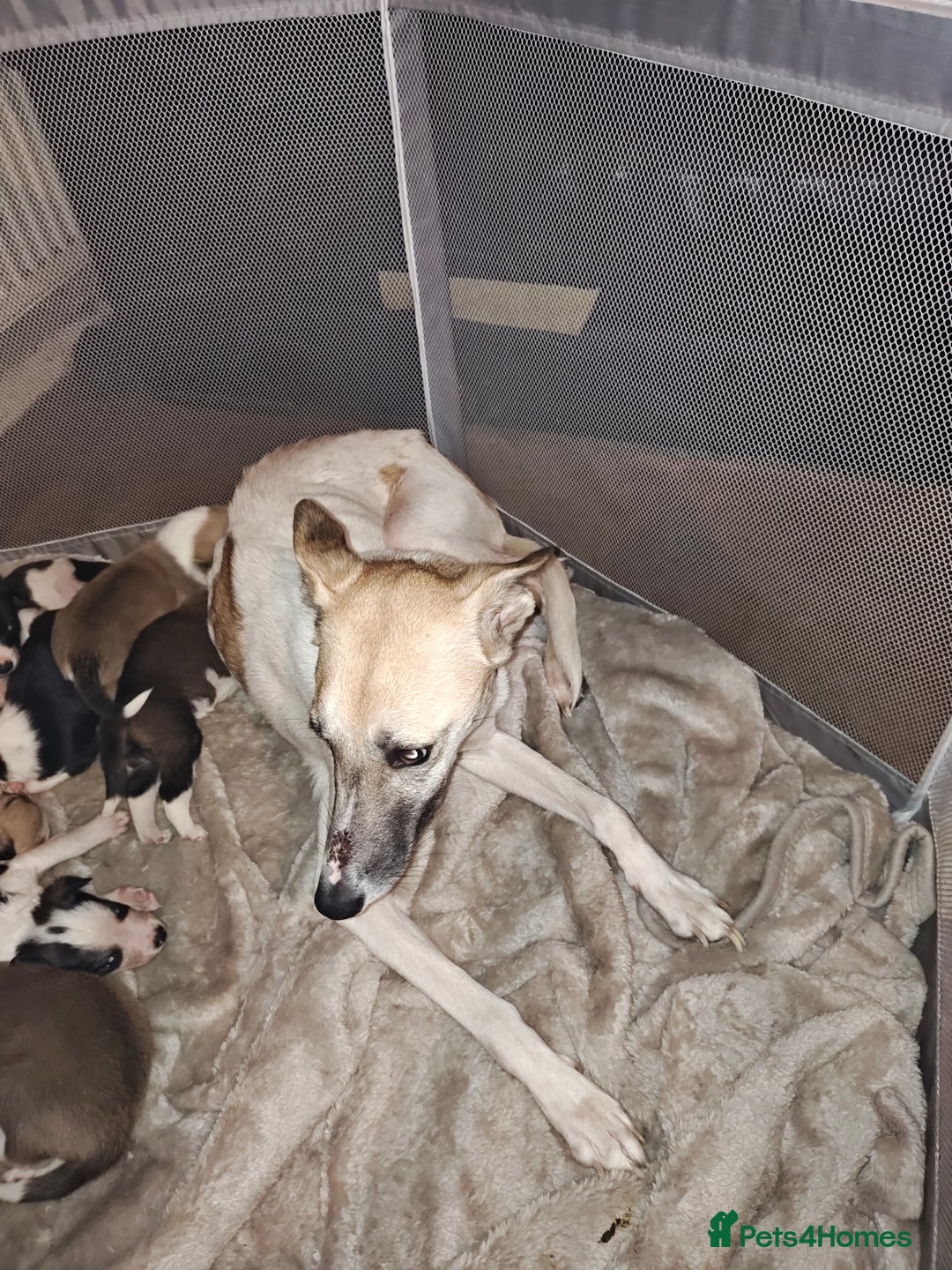 Mixed Breed dogs for sale: Border Collie X Husky/Whippet puppies for sale - Advert 1