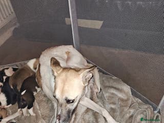 Mixed Breed dogs Border Collie X Husky/Whippet puppies for sale - Advert 9