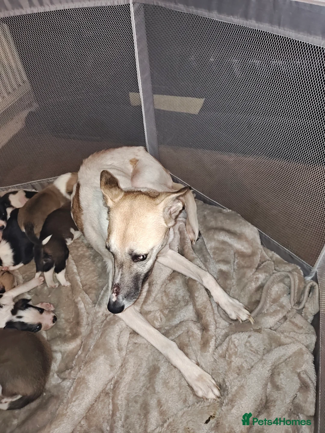 Mixed Breed dogs for sale: Border Collie X Husky/Whippet puppies for sale - Advert 1