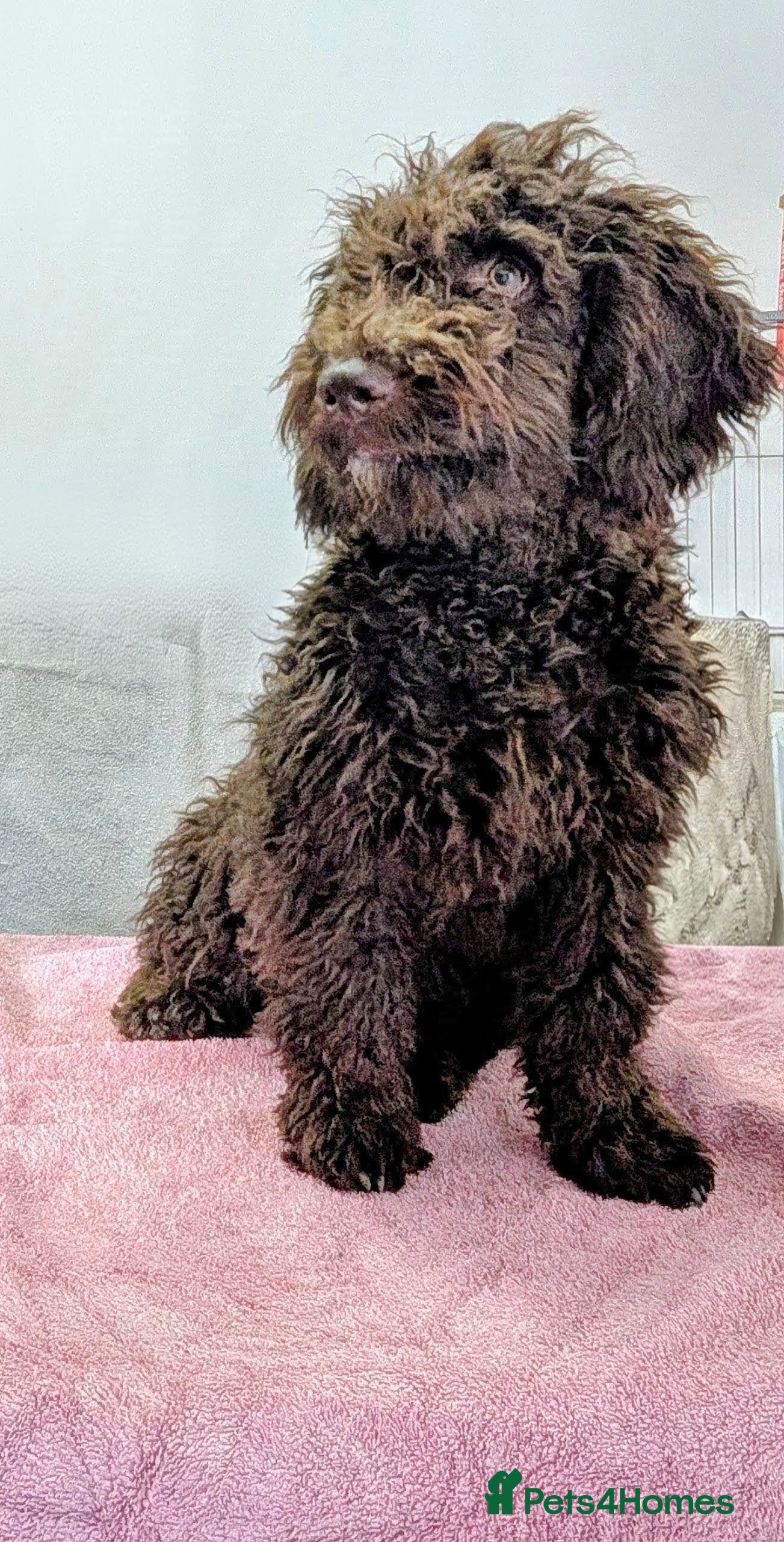Spanish Water Dog dogs Spanish water dog - Advert 1