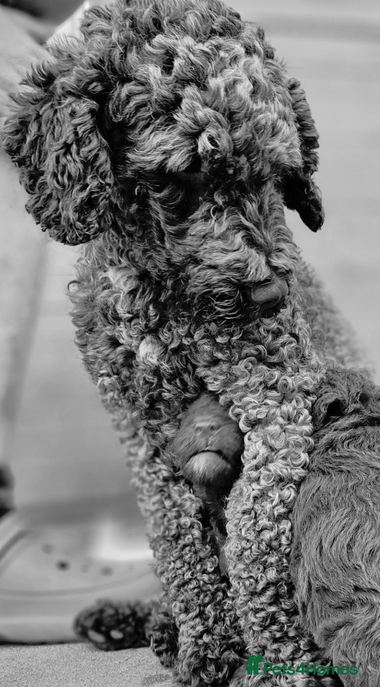 Mixed Breed dogs Miniature labradoodle cockapoo x bedlington  - Advert 16