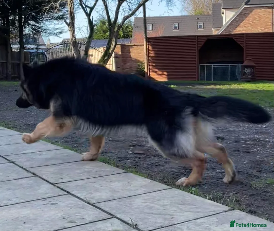 German Shepherd dogs for stud: KC Reg Shadow fully Health Tested at stud in Wisbech - Advert 18