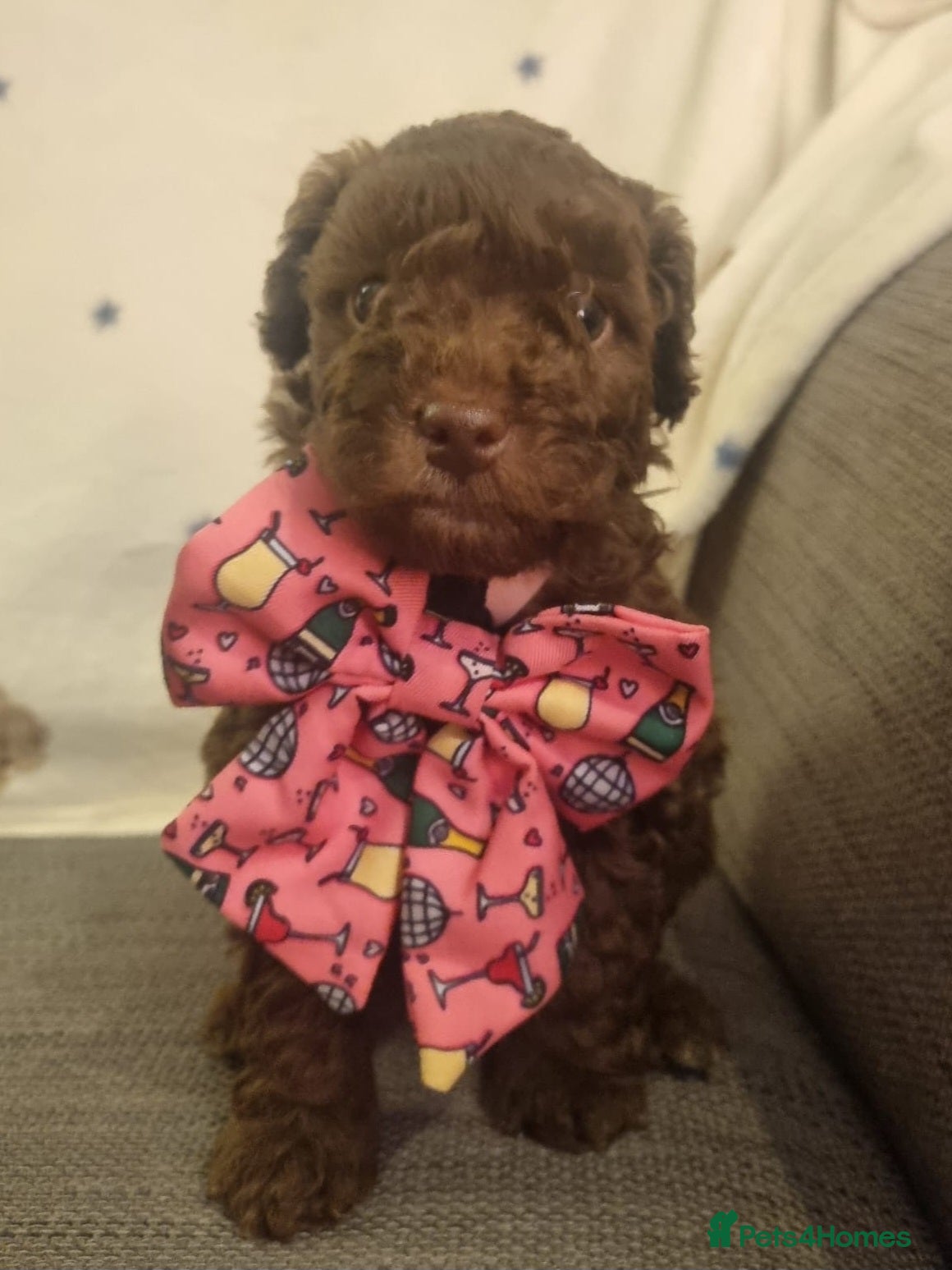 Cockapoo dogs Health tested F1b Toy / miniature cockapoo puppies - Advert 10