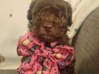 Cockapoo dogs Health tested F1b Toy / miniature cockapoo puppies - Advert 13