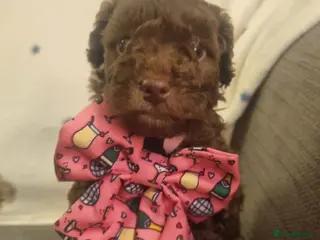 Cockapoo dogs Health tested F1b Toy / miniature cockapoo puppies - Advert 4