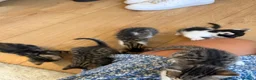 Mixed Breed cats for sale: Beautiful bengal/tabby  in Cheltenham - Advert 11