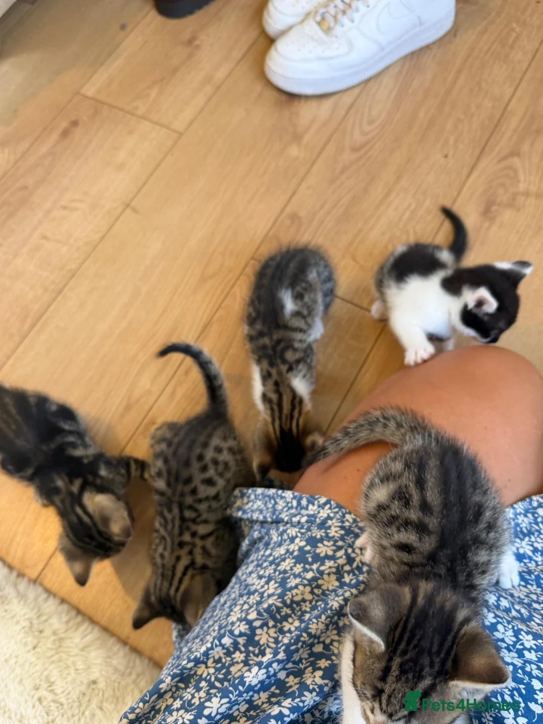 Mixed Breed cats for sale: Beautiful bengal/tabby  in Cheltenham - Advert 11