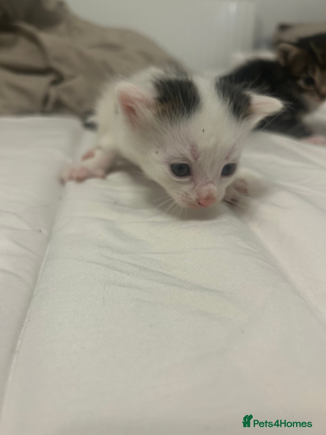 Mixed Breed cats for sale: Beautiful fluffy kittens - Image 11