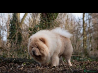 Chow Chow dogs in Tipton - Advert 8