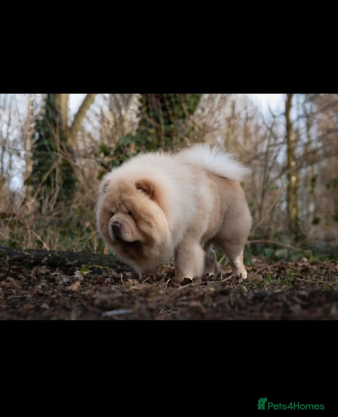 Chow Chow dogs for stud: Romeo platinum boy 🐾 in Tipton - Advert 1