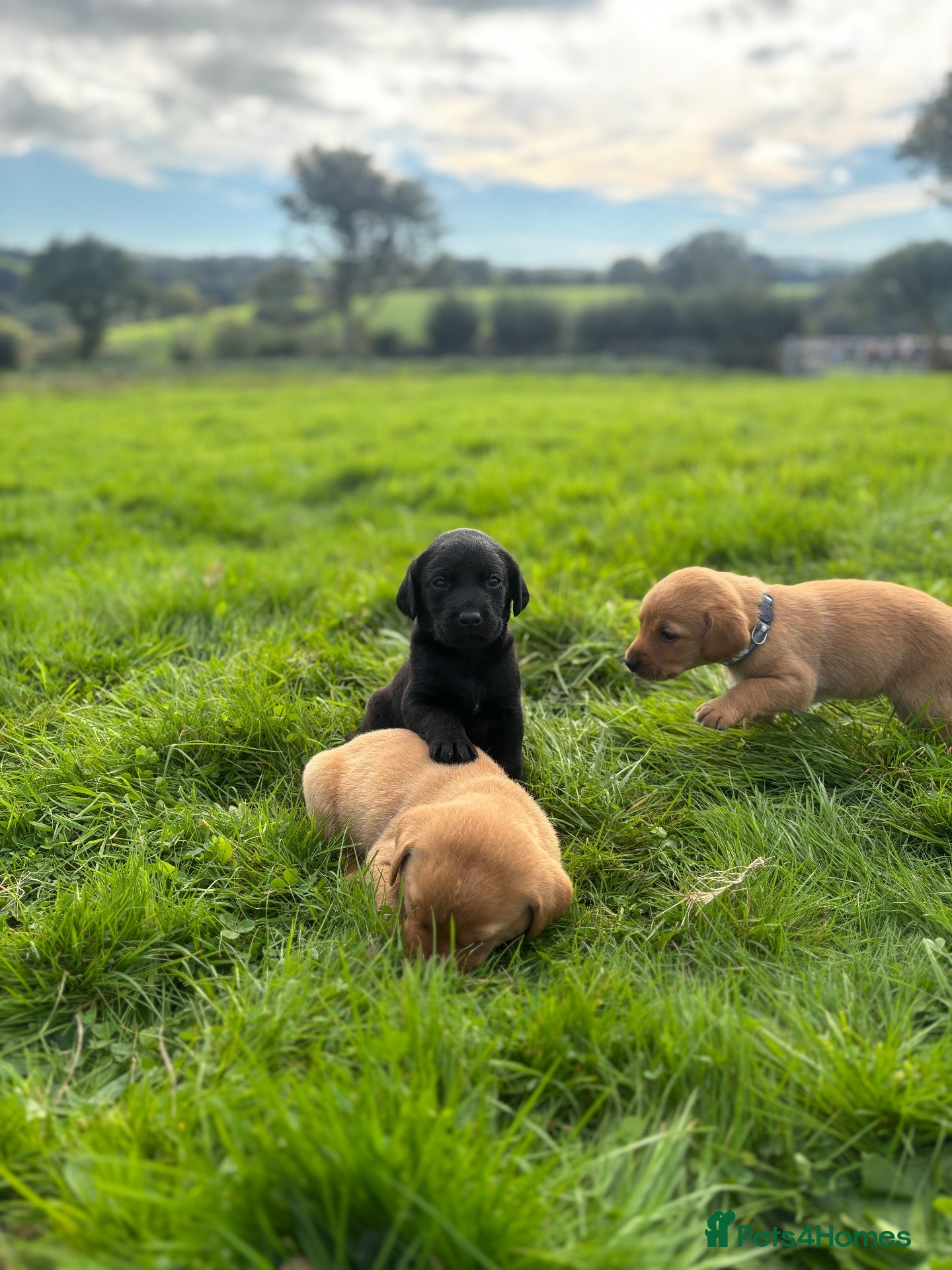 Labrador Retriever dogs Labrador puppies for sale - Advert 1