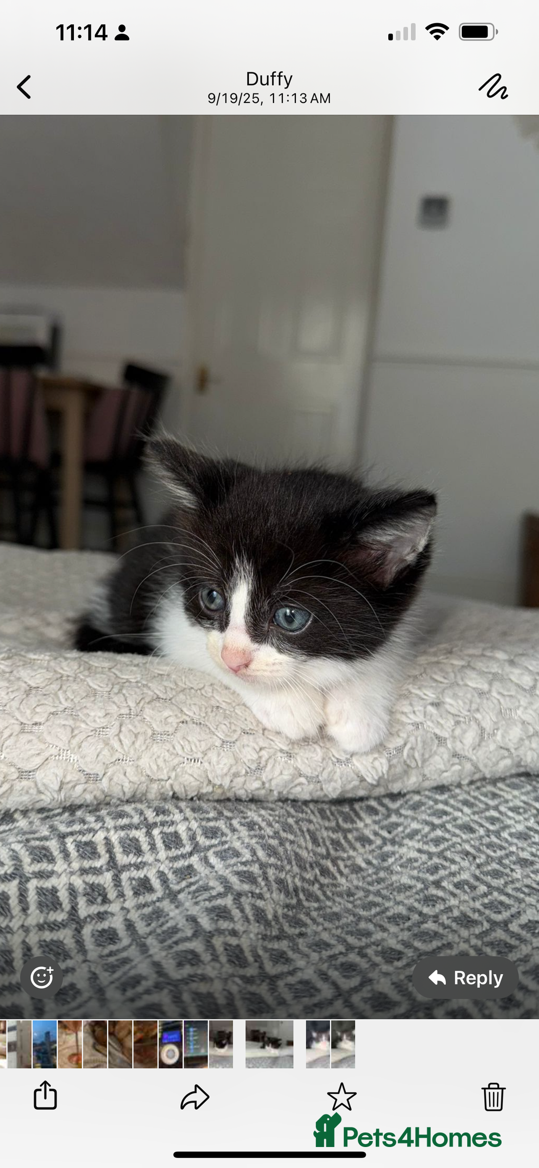 Ragdoll cats for sale: Ragdoll mix kittens  - Image 3