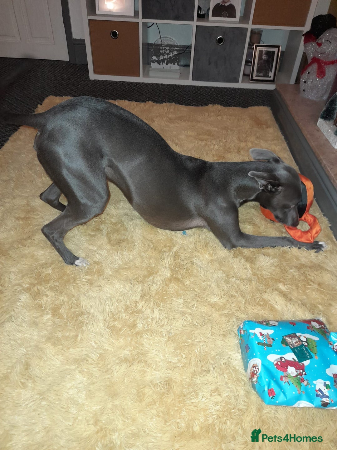 Whippet dogs for sale: Blue whippet - Advert 1