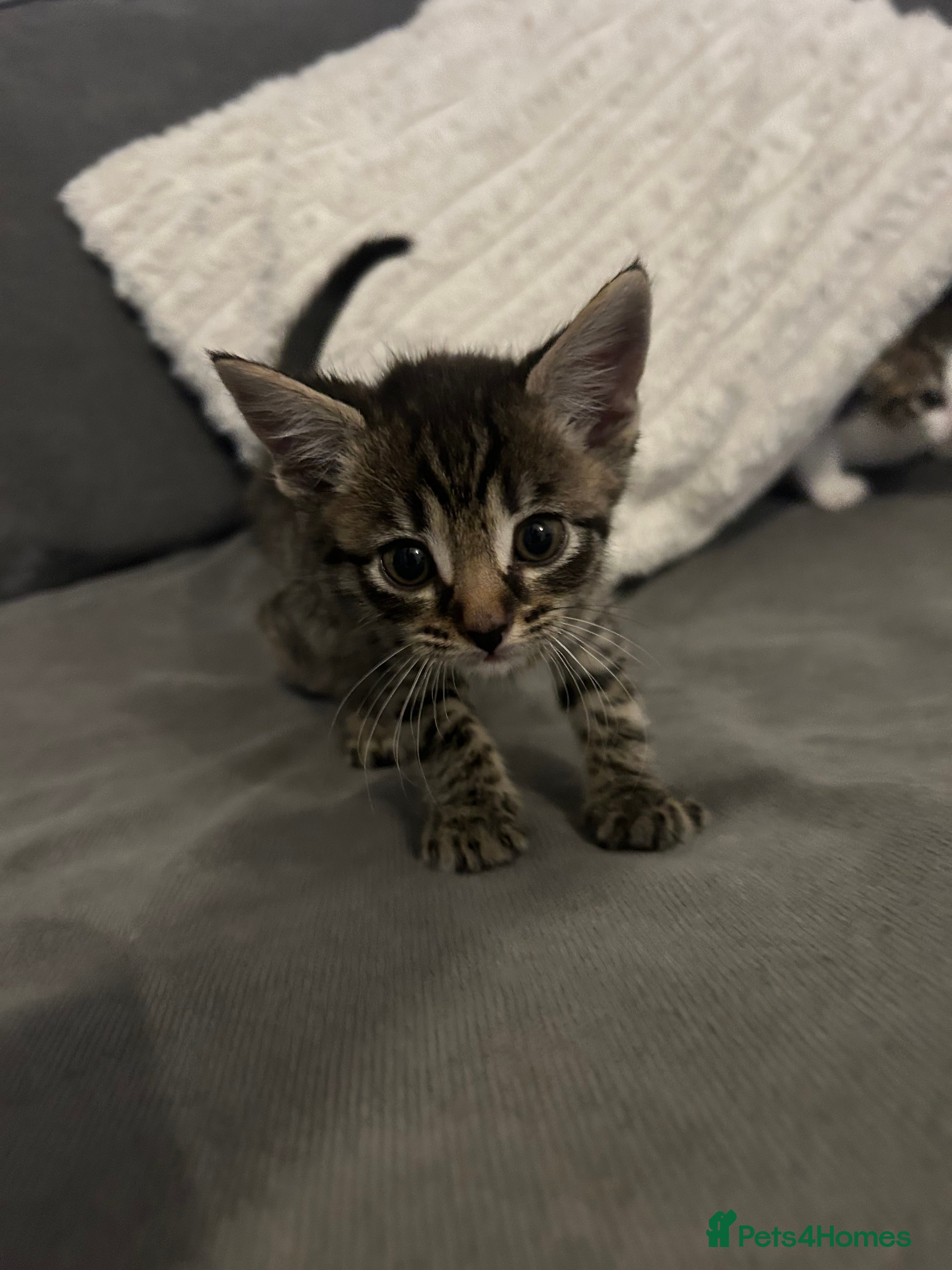 Mixed Breed cats 6 beautiful kittens ready too go  - Advert 1