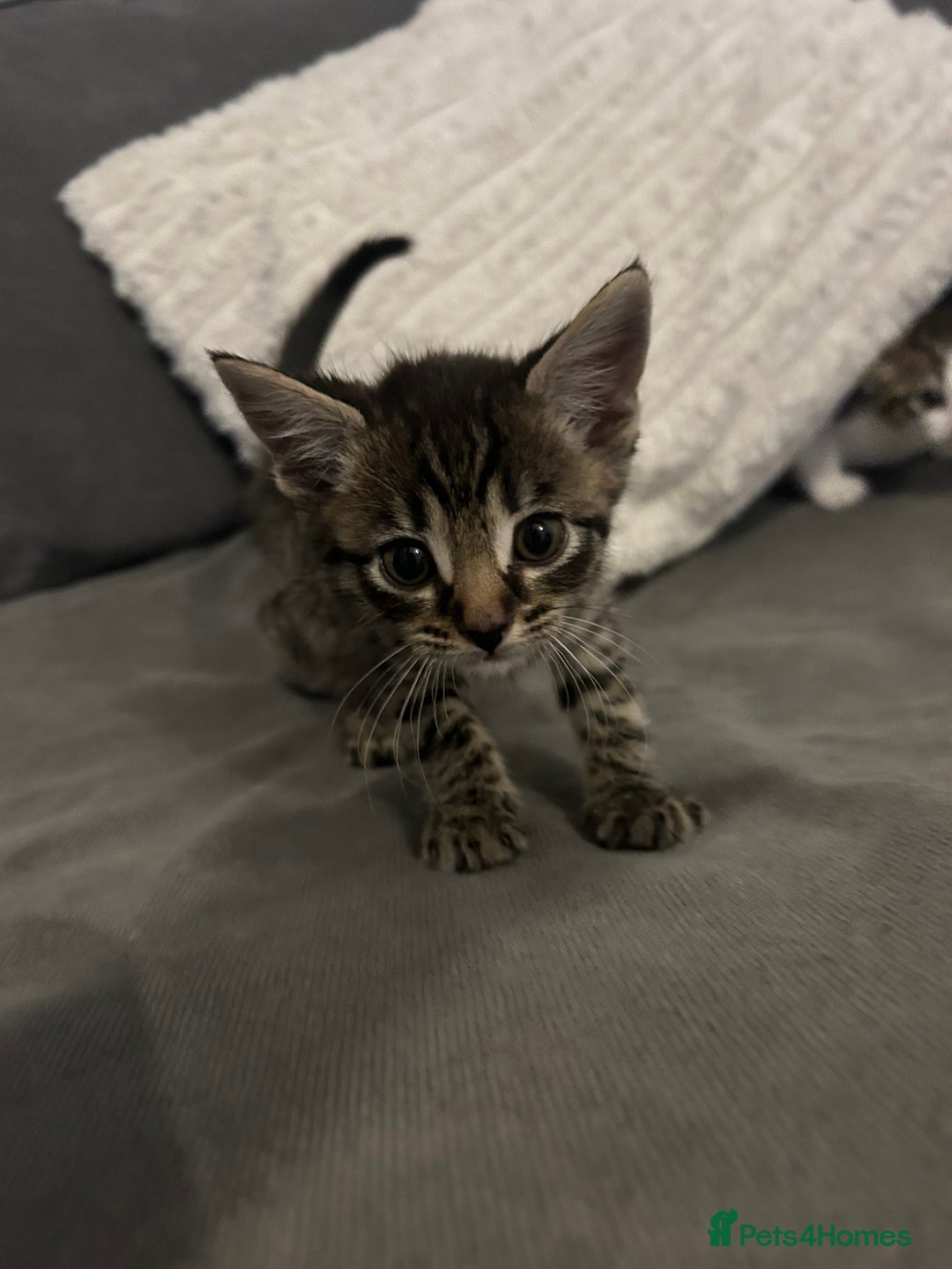 Mixed Breed cats for sale: 6 beautiful kittens ready too go  - Advert 1