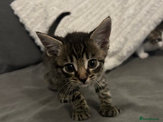 Mixed Breed cats 6 beautiful kittens ready too go - Advert 1