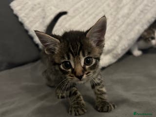 Mixed Breed cats 6 beautiful kittens ready too go - Advert 16