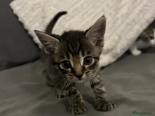 Mixed Breed cats 6 beautiful kittens ready too go - Advert 18