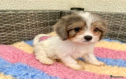 Cavapoo dogs for sale: Extensively Health tested F1 Toy Cavapoo puppies - Image 3
