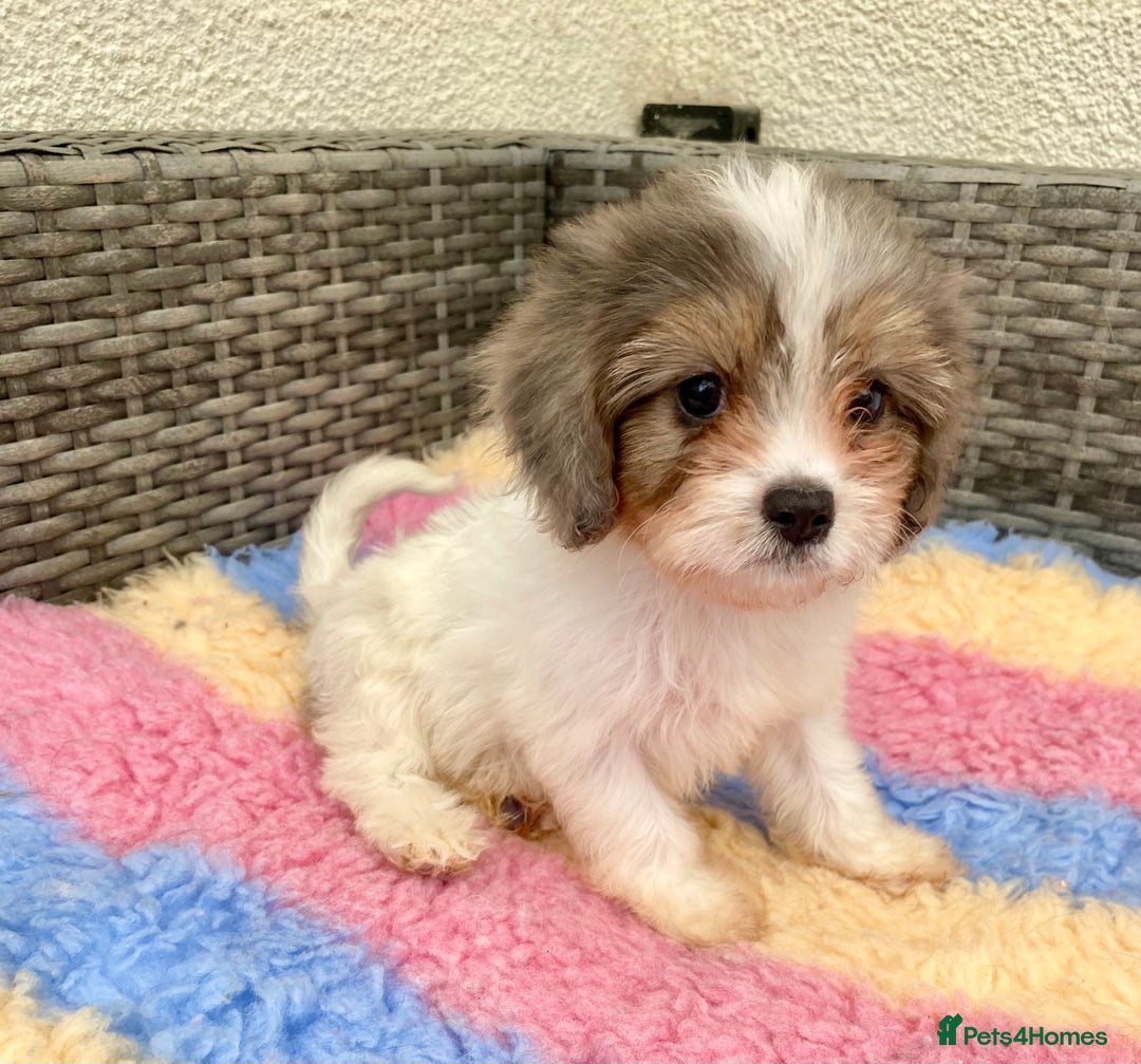 Cavapoo dogs for sale: Extensively Health tested F1 Toy Cavapoo puppies - Image 3