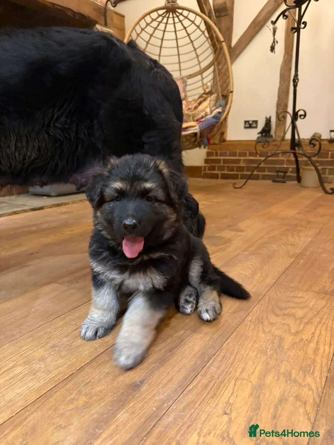 German Shepherd dogs for sale: KC reg health tested parents  - Advert 8