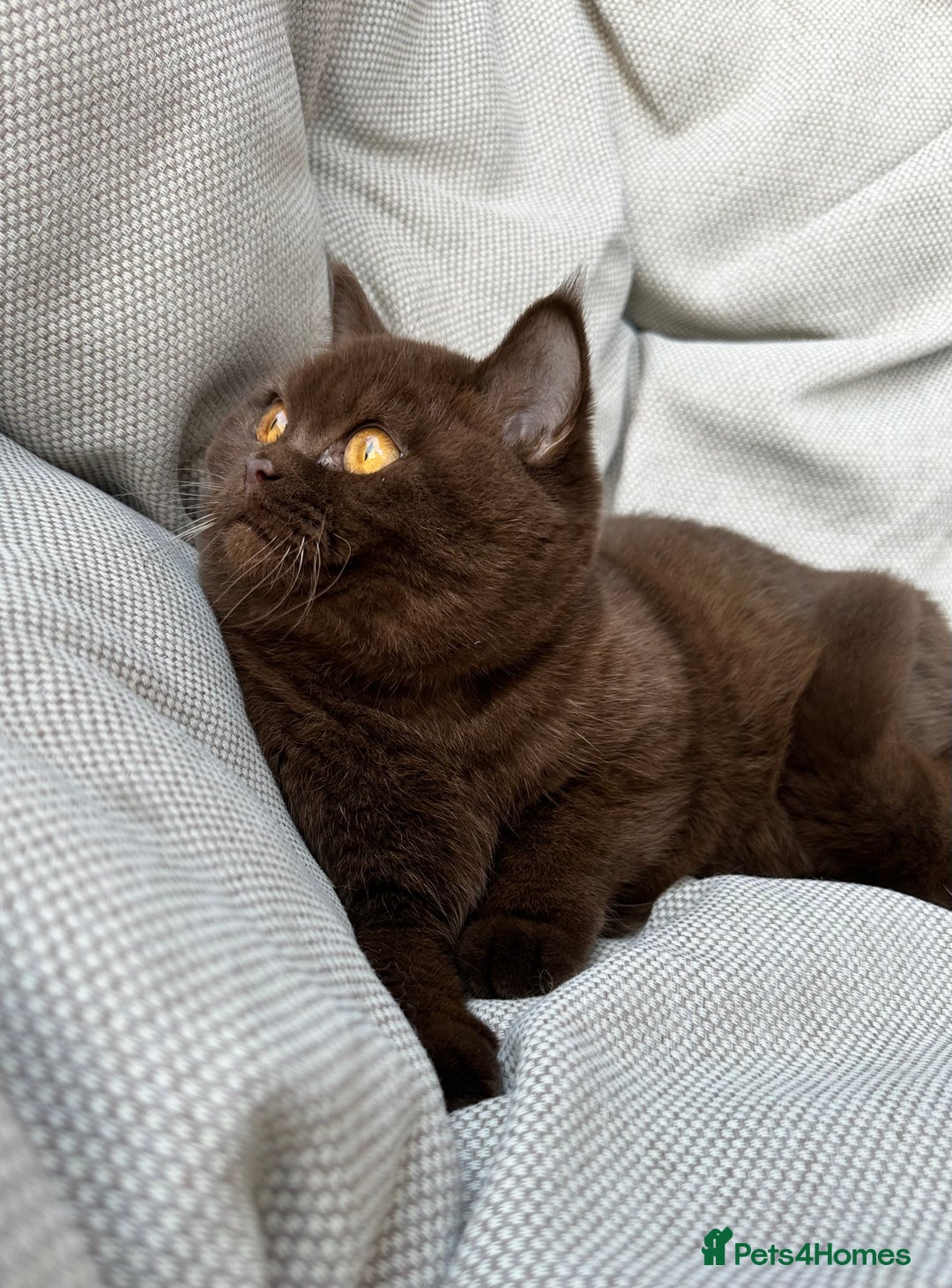 British Shorthair cats for sale: Ready British Shorthair Chunky Kittens - Advert 4