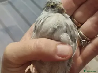 Quail poultry Button quails - Advert 3