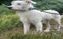 Mixed Breed dogs for adoption: Peter - Norwich Norfolk  - Image 17