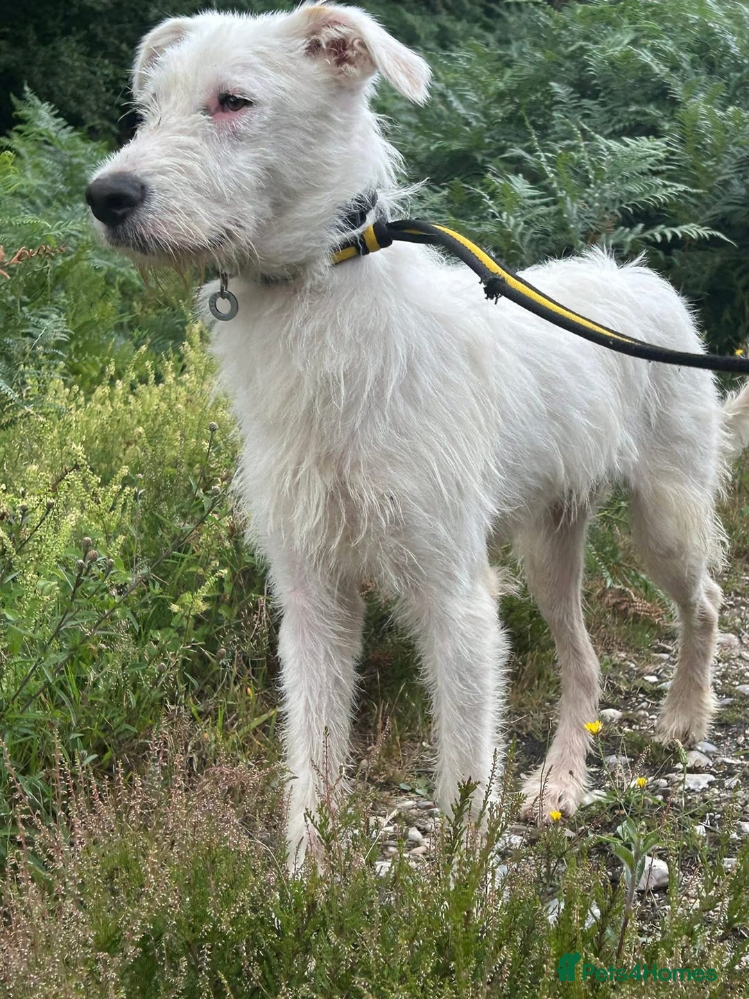 Mixed Breed dogs for adoption: Peter - Norwich Norfolk  - Image 17